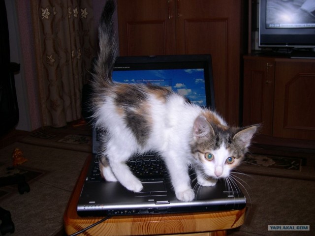 Котовторник на вторник! (30.09.2008)