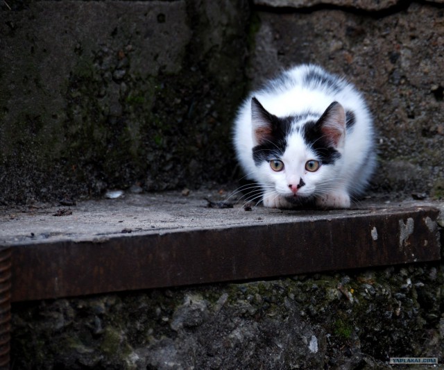Котовторник на ферме (65 фот)