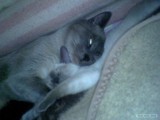 Котовторник (02.06.2009)