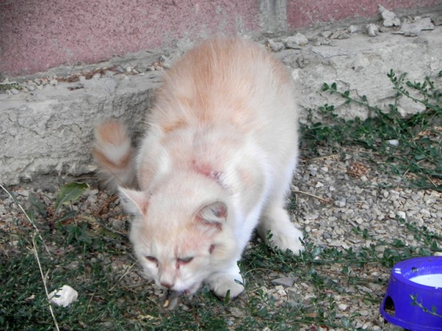Котовторник: коты и... почти мыши