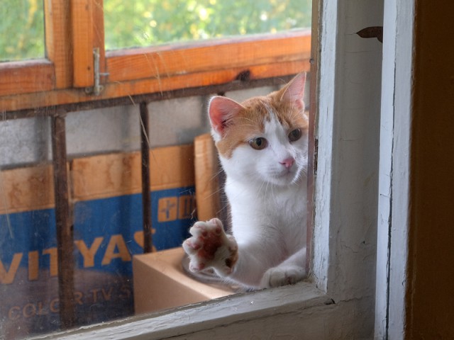 25 котов, с которыми лучше не шутить