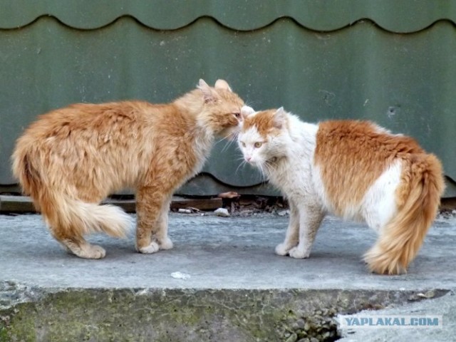 Начинаем котовторник!