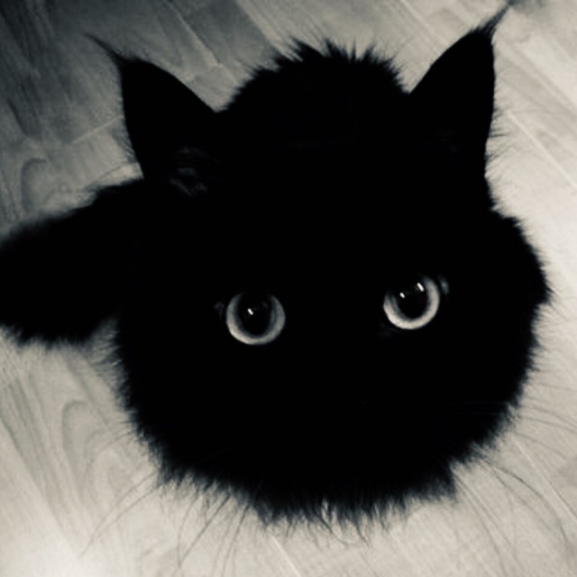 Прикольных котов пост