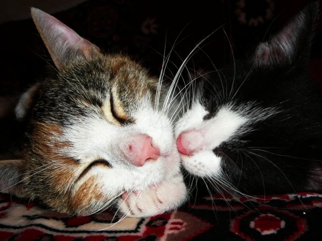 Котовторник объявляется открытым!