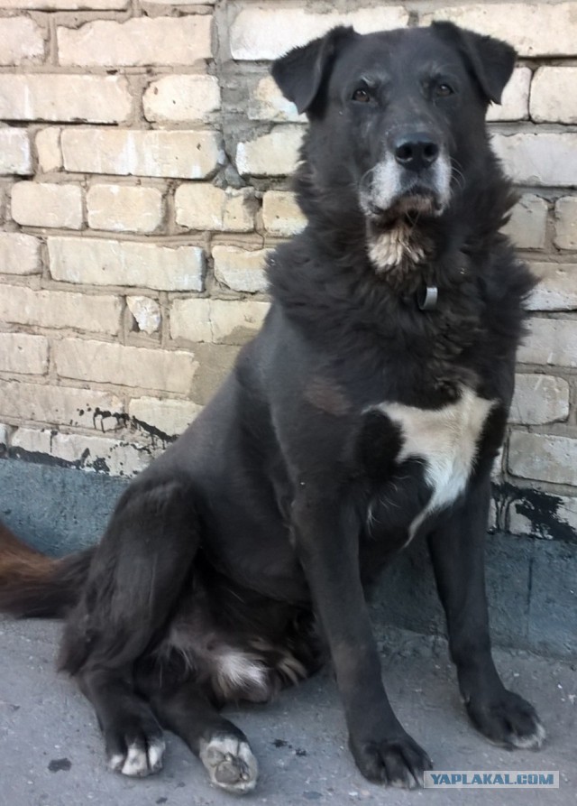 Собакочетверг 01.11.2018