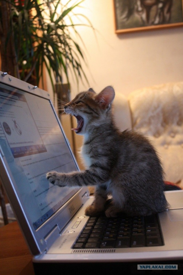 Котовторник! 11.10.11