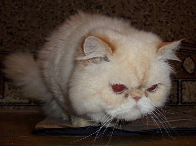 Котовторник 17 января