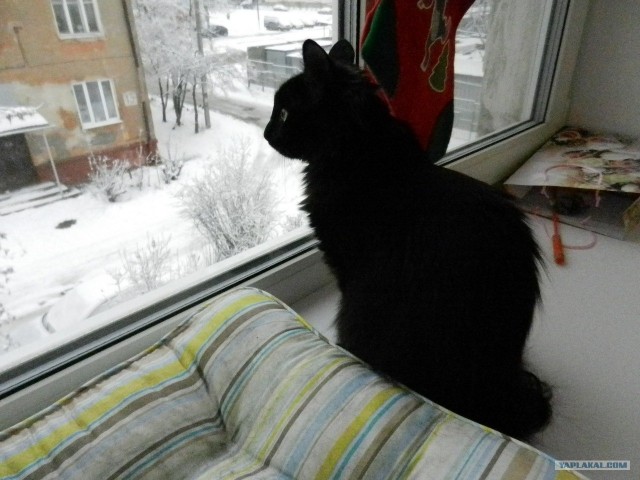 Котовторник (07.02.2012)