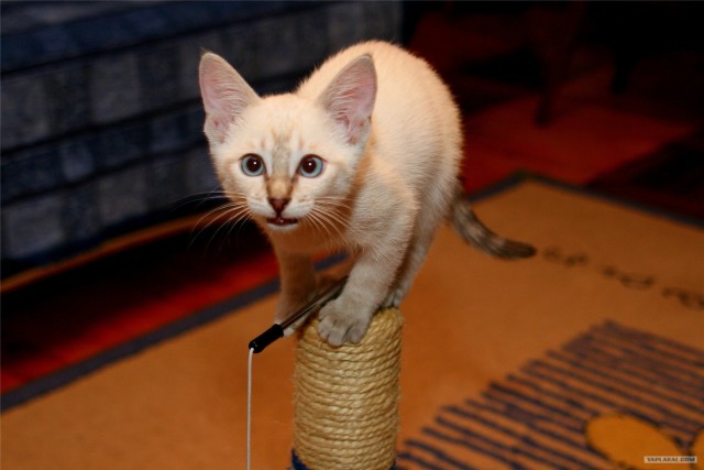 Котовторник (21.02.2012)