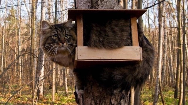Прикольных котов пост