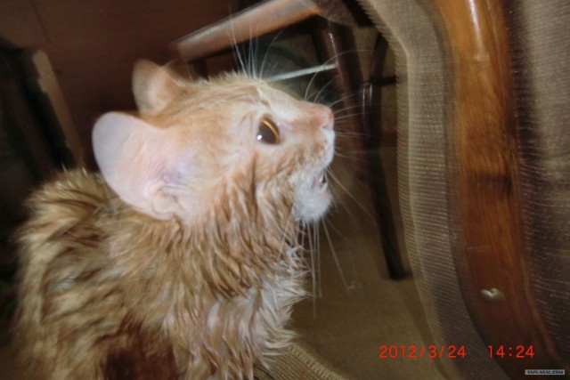 Котовторник 27.03.2012