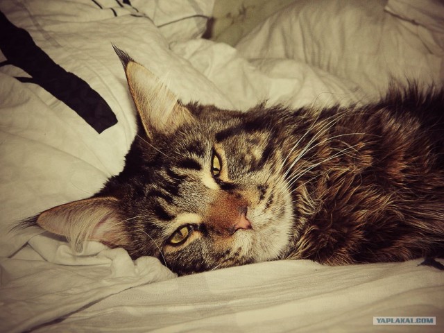 Котовторник  от 3.04.2012