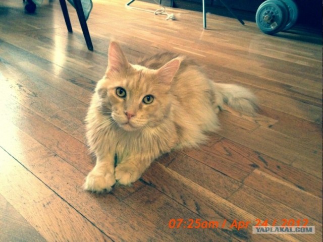 Котовторник 24.04.2012