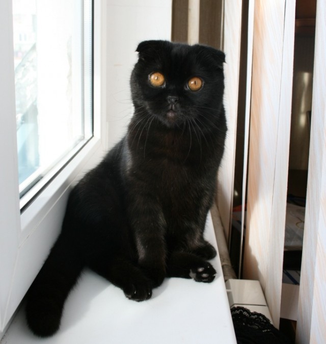 Котовторник 29.05.2012