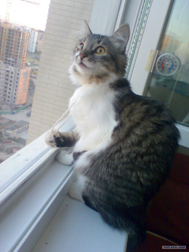 Котовторник 31.07.2012 г.