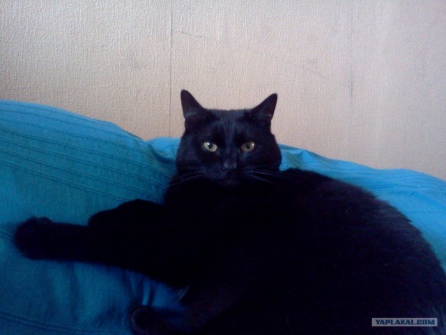 Котовторник  14.08.2012.