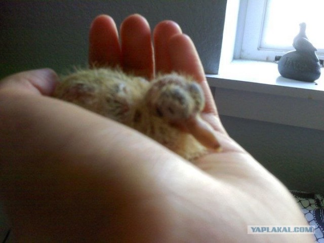 Как растут голуби