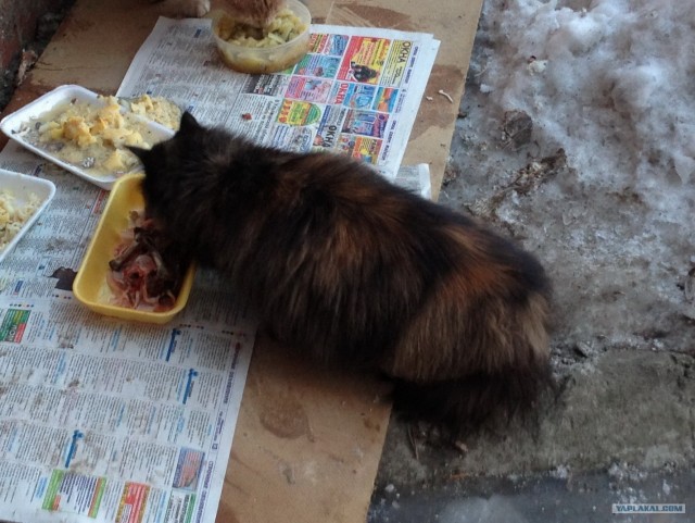 Котовторник 29.01.2013