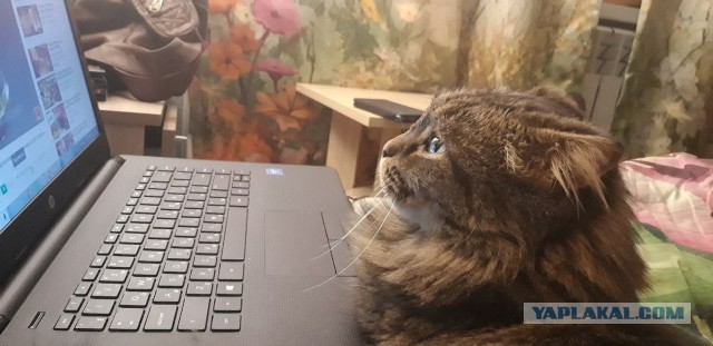 Котовторник 30.04.2019.