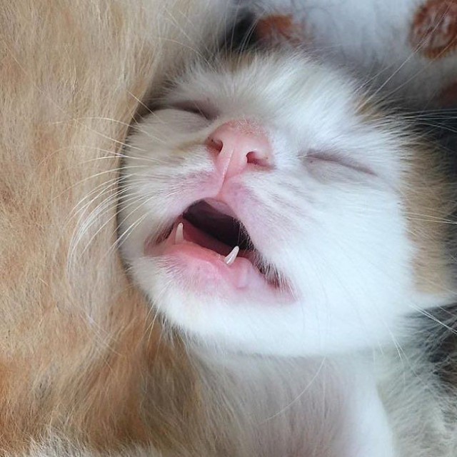Забавные фото котеек