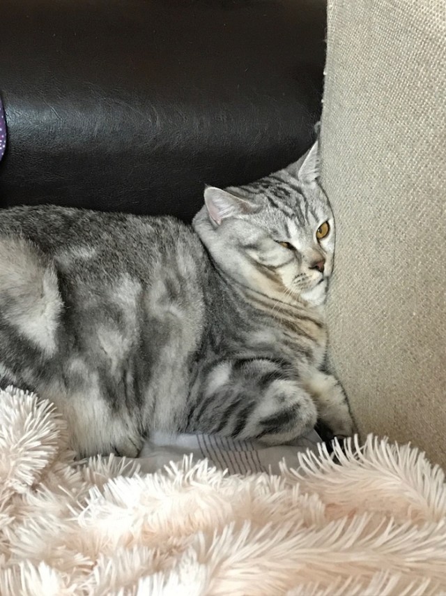 Забавные фото котеек
