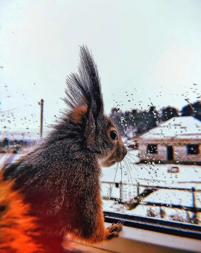 Живность из сети