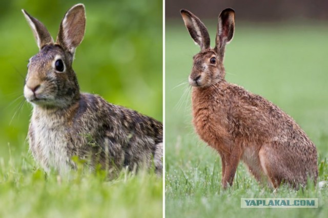 Сможете ли вы различить этих почти идентичных животных?