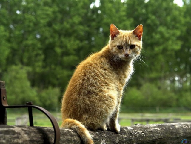 Котофеев пост