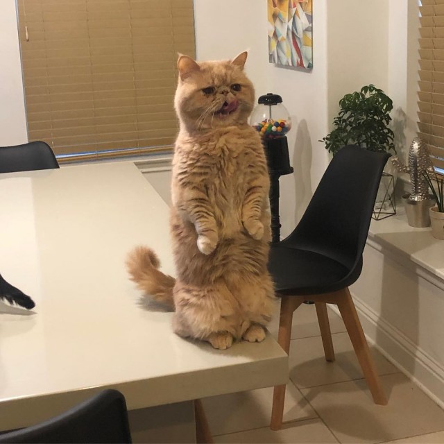 Коты из сети