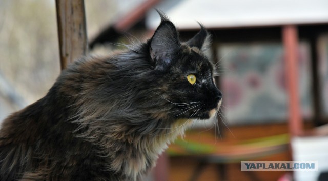 Можно начинать? Котовторник от 05.05.20