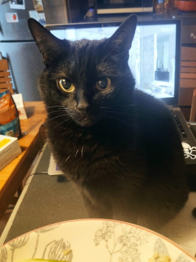 Котовторник 13.10.2020