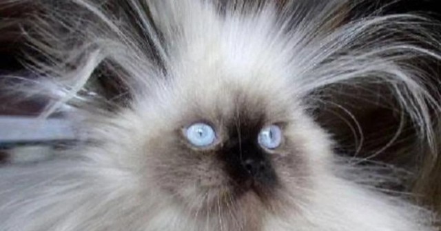 Котейка на подзарядке