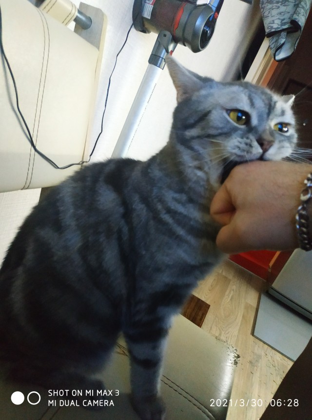 Котовторник!