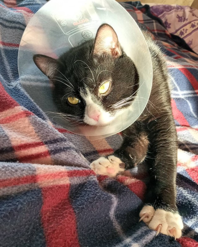 Котовторник же!