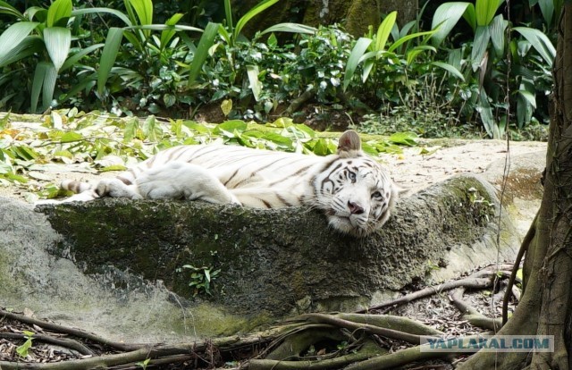 В Амурской области на лесозаготовительном участке тигр ночью напал на пацана, когда тот пошел в лес по естественной нужде
