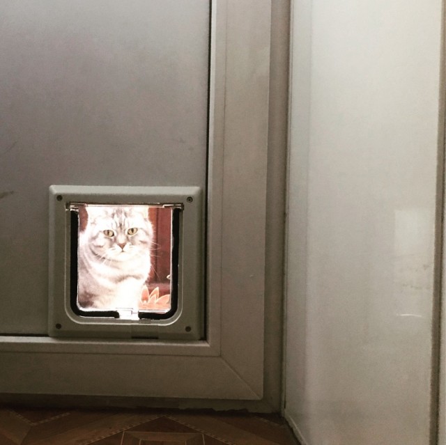 Сделал отверстие в двери для кота