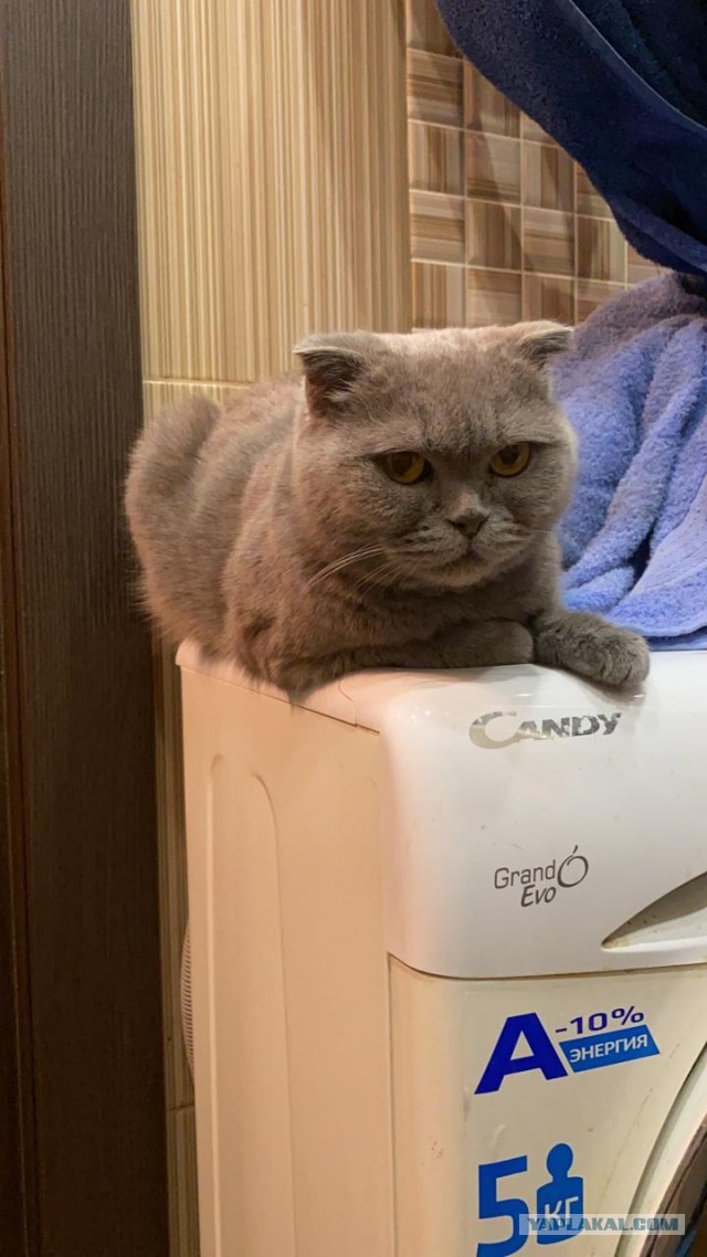 Котам начхать на вашу приватность