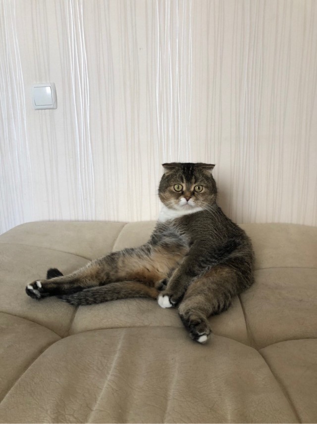 Котовторник так котовторник