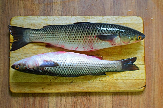Рыба падальщик, спасшая Чёрное море