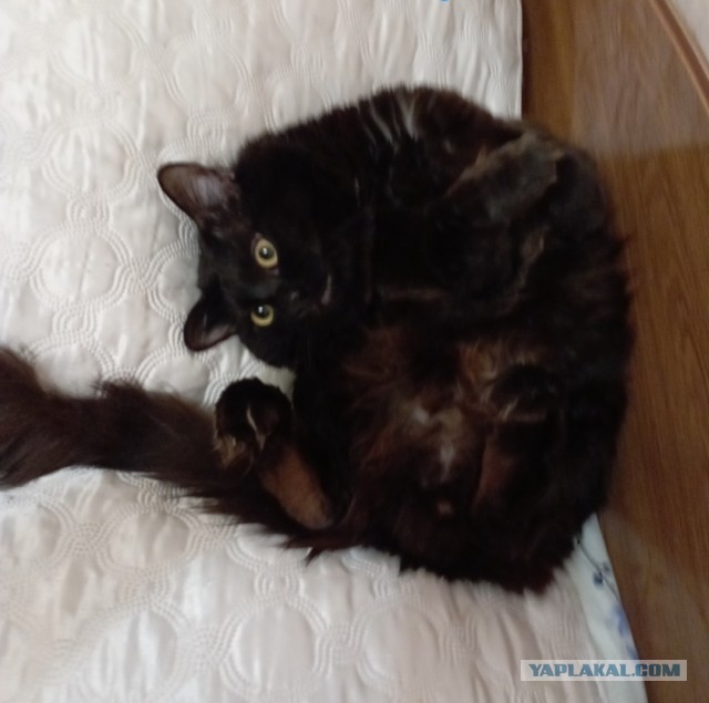 МИРУ - МИР ! Котикам - котовторник !