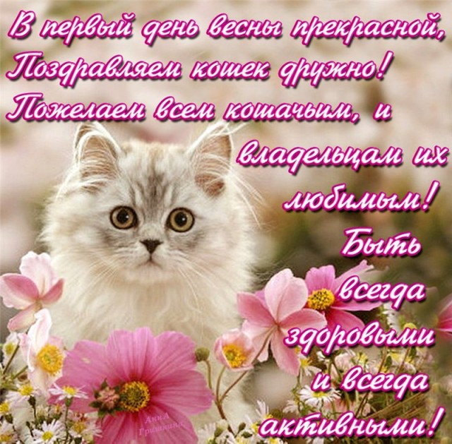 Котовторник - по расписанию!