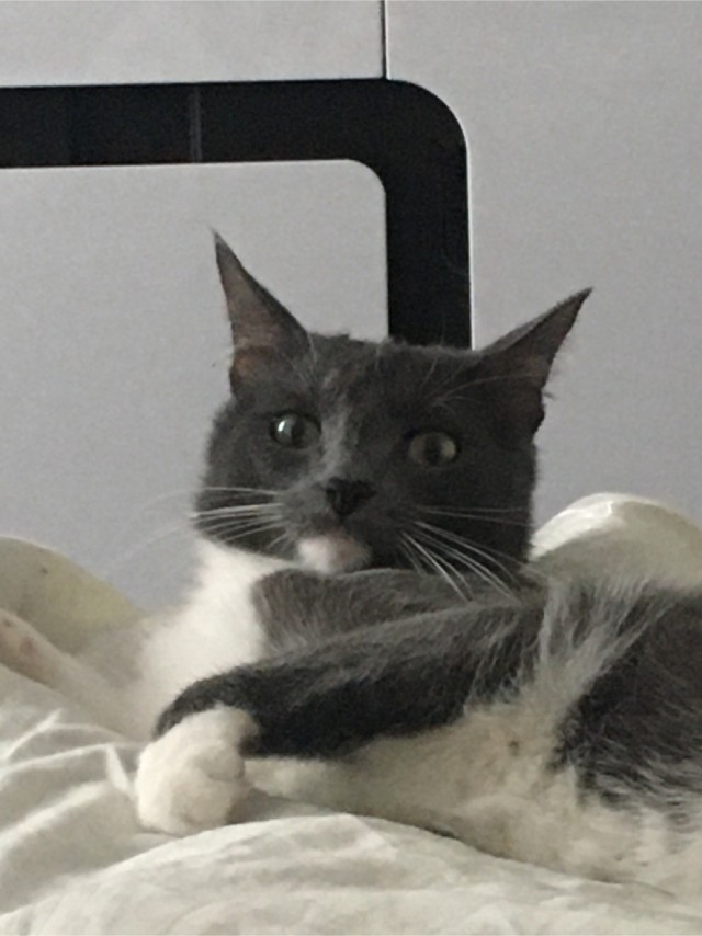 Ну, поехали в котоввторник!
