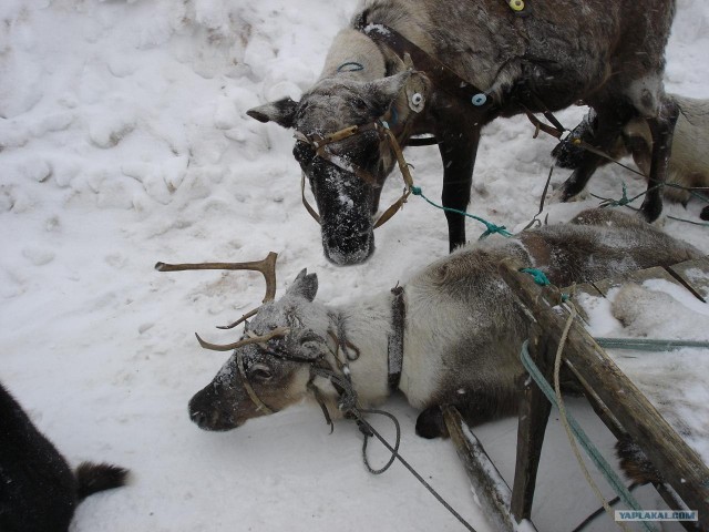 встреча на дороге