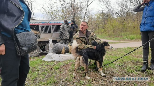 Котики в беде