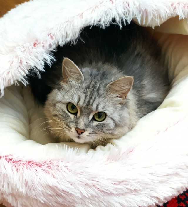 Котовторник.