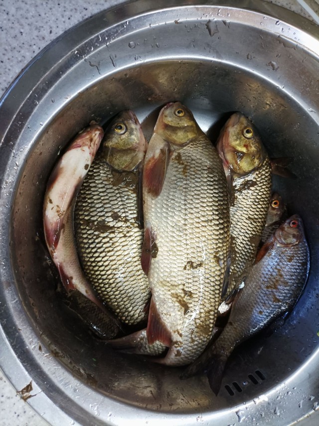 Посмотрите и на моих рыбов