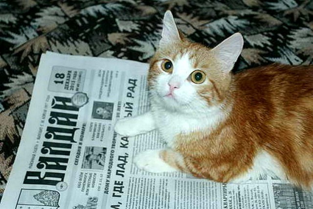 "Мой" котовторник
