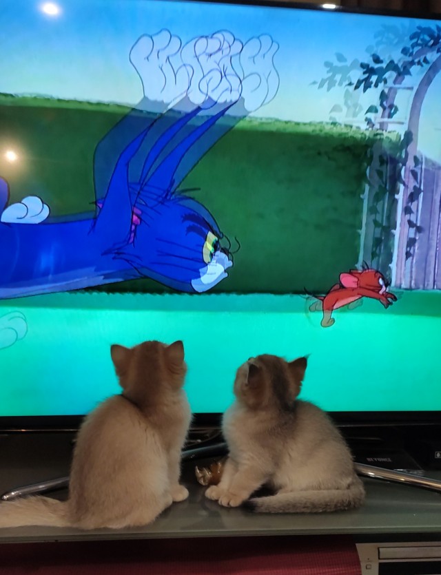 Котовторник 18.10.22