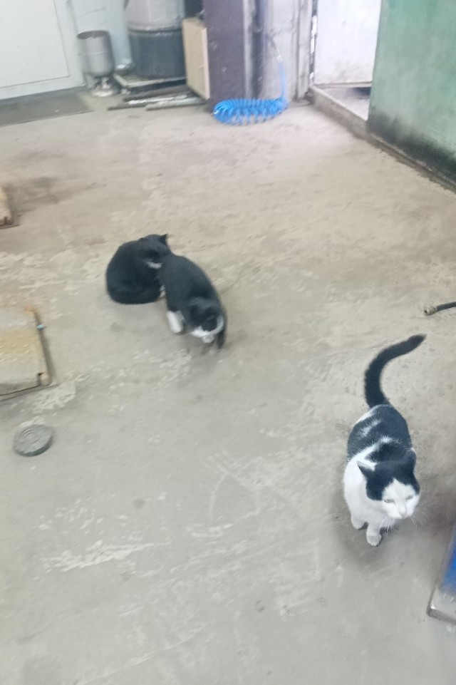 Котобанда Милахи продолжает отжимать шиномонтаж!