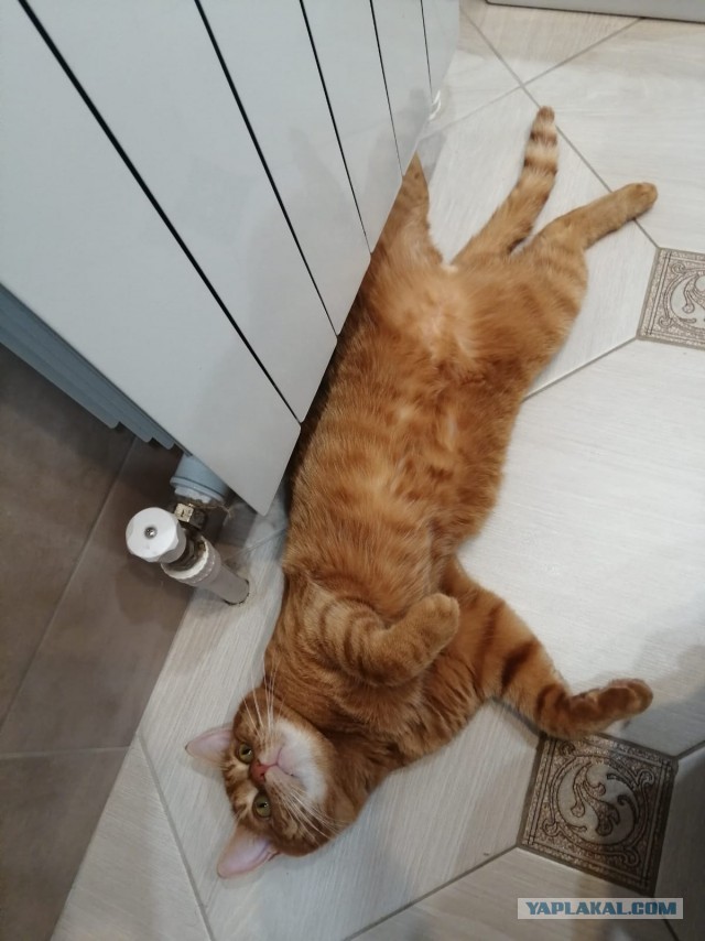 Начинаем котовторник.